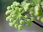 Angelica Liquid Extract