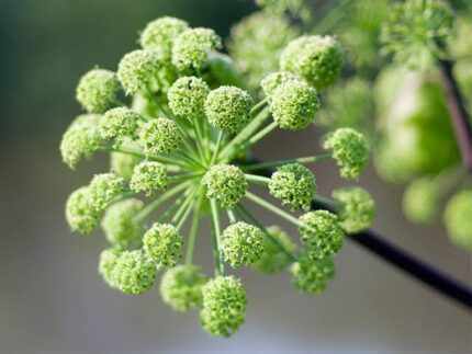 Angelica Liquid Extract