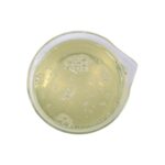 Coco Glucoside